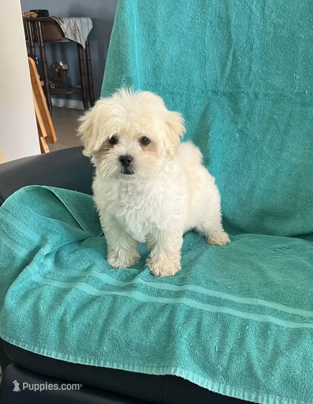 Teddy, a male Shihpoo for sale in Clearwater, FL – Photo 1 of 3