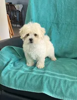 Teddy, a male Shihpoo for sale in Clearwater, FL – Photo 1 of 3