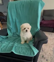 Teddy, a male Shihpoo for sale in Clearwater, FL – Photo 3 of 3