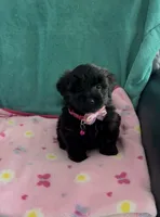 Bella, a female Yorkipoo for sale in Clearwater, FL – 2 of 5