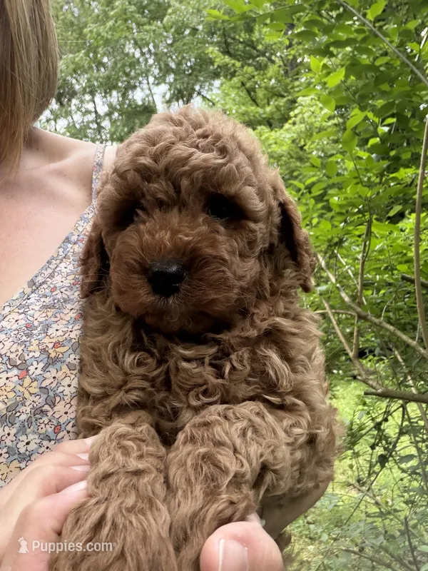 Baxter – Miniature Goldendoodle puppy for sale in Homer City, PA