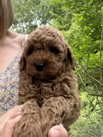 Baxter, a male Miniature Goldendoodle for sale in Homer City, PA – 3 of 3