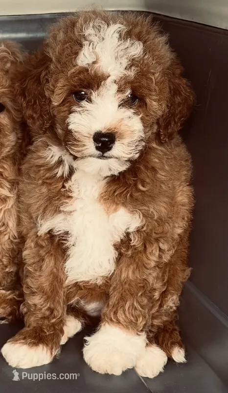 Salem – Miniature Goldendoodle puppy for sale in Homer City, PA