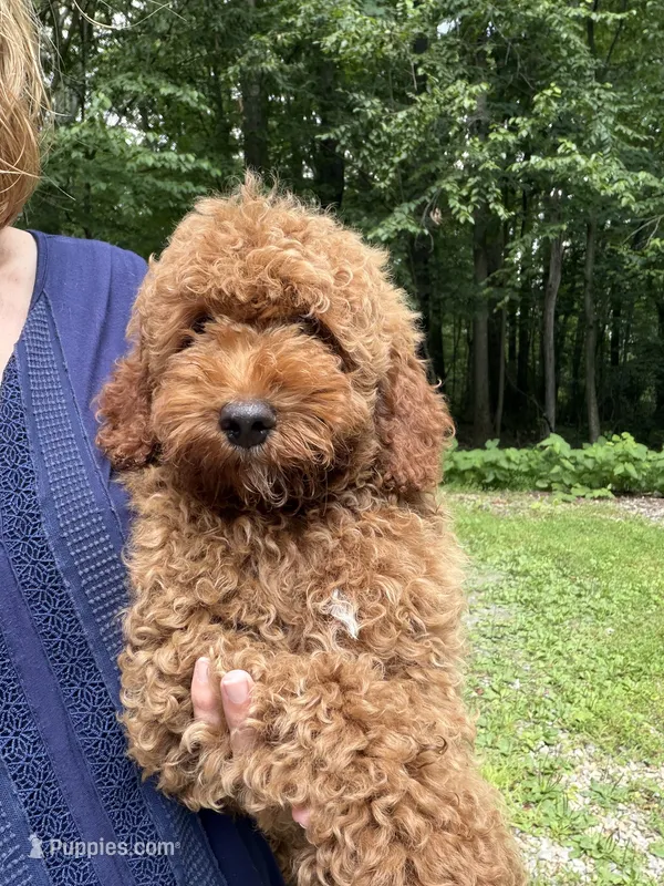 Baxter – Miniature Goldendoodle puppy for sale in Homer City, PA
