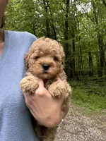 Cubby, a male Miniature Goldendoodle for sale in Homer City, PA – 5 of 5