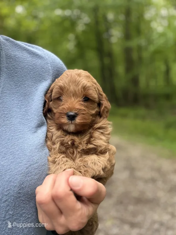 Winston – Miniature Goldendoodle puppy for sale in Homer City, PA