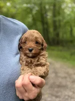 Winston, a male Miniature Goldendoodle for sale in Homer City, PA – 2 of 3