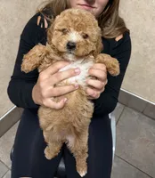 Quinn, a female Miniature Goldendoodle for sale in Homer City, PA – 3 of 4