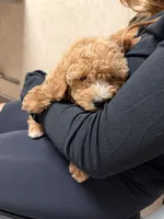 Quinn, a female Miniature Goldendoodle for sale in Homer City, PA – 2 of 4