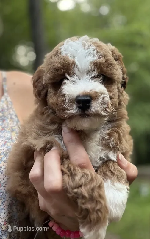 Salem – Miniature Goldendoodle puppy for sale in Homer City, PA