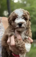 Salem, a male Miniature Goldendoodle for sale in Homer City, PA – 1 of 3