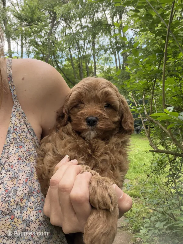 Winston – Miniature Goldendoodle puppy for sale in Homer City, PA