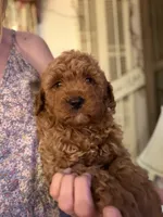 Baxter, a male Miniature Goldendoodle for sale in Homer City, PA – 2 of 3
