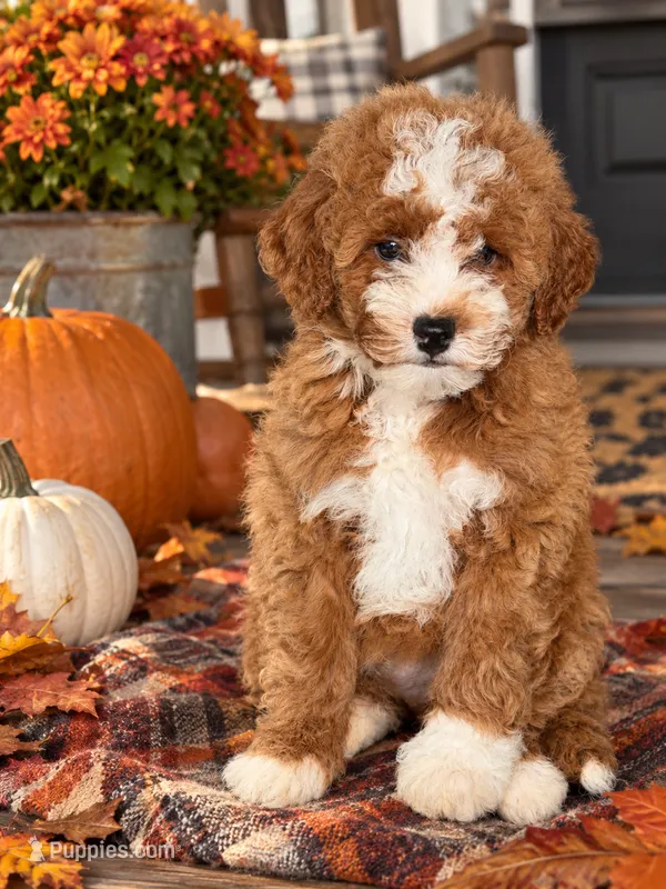 Salem – Miniature Goldendoodle puppy for sale in Homer City, PA