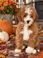 Charlie, a male Miniature Goldendoodle for sale in Homer City, PA – 1 of 3