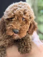 Baxter, a male Miniature Goldendoodle for sale in Homer City, PA – 3 of 6