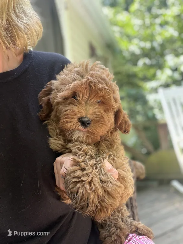 Winston – Miniature Goldendoodle puppy for sale in Homer City, PA