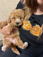 Quinn, a female Miniature Goldendoodle for sale in Homer City, PA – 4 of 4