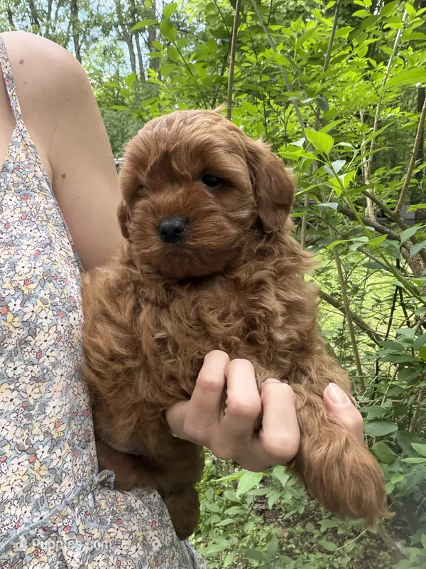 Tucker – Miniature Goldendoodle puppy for sale in Homer City, PA