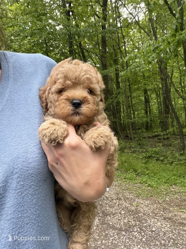 Cubby – Miniature Goldendoodle puppy for sale in Homer City, PA