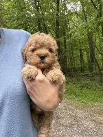 Cubby, a male Miniature Goldendoodle for sale in Homer City, PA – 4 of 5