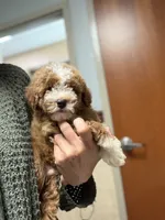 Salem, a male Miniature Goldendoodle for sale in Homer City, PA – 2 of 3