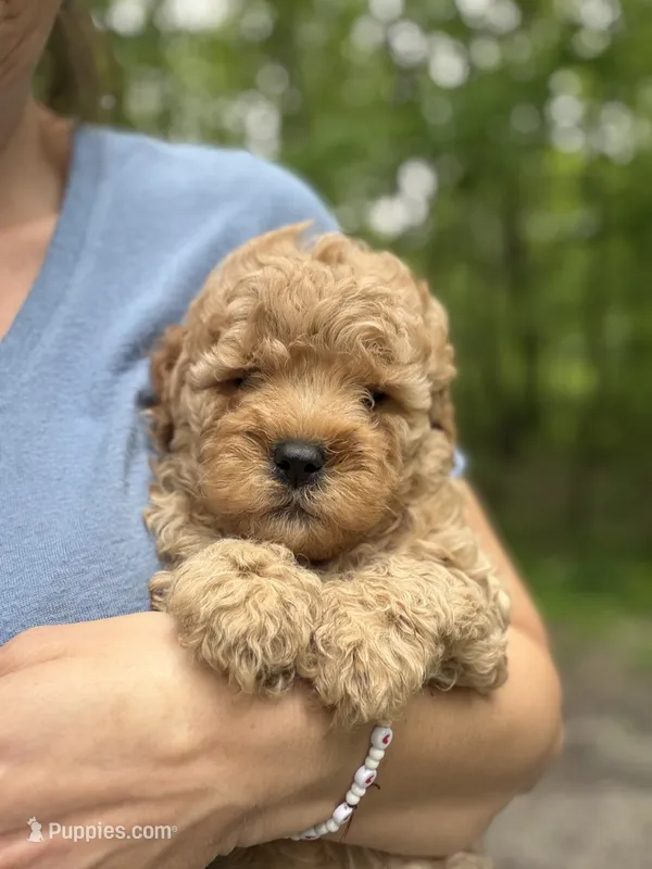 Cubby – Miniature Goldendoodle puppy for sale in Homer City, PA