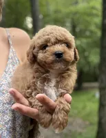 Binx, a female Miniature Goldendoodle for sale in Homer City, PA – 2 of 2