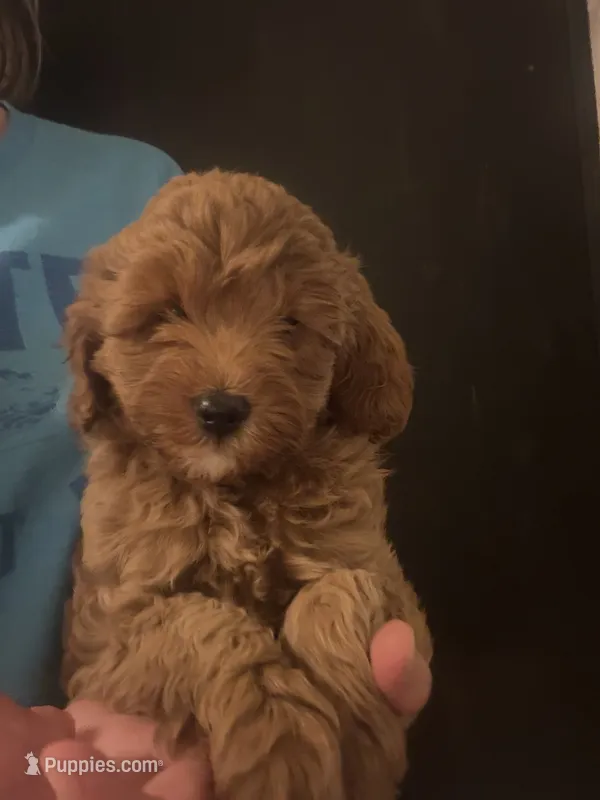 Winston – Miniature Goldendoodle puppy for sale in Homer City, PA