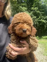 Baxter, a male Miniature Goldendoodle for sale in Homer City, PA – 2 of 6