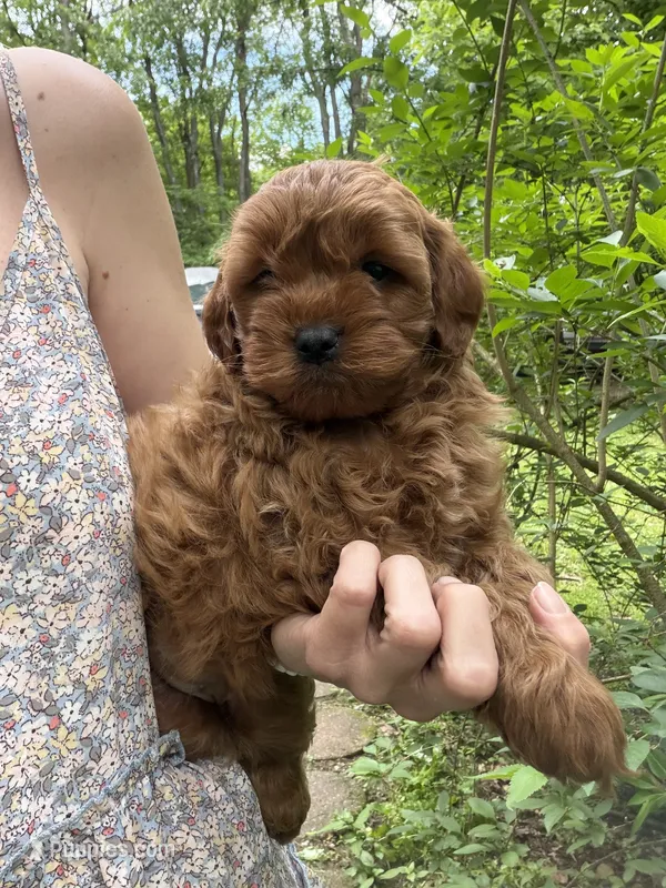 Tucker – Miniature Goldendoodle puppy for sale in Homer City, PA