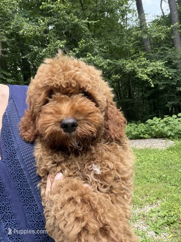 Baxter – Miniature Goldendoodle puppy for sale in Homer City, PA