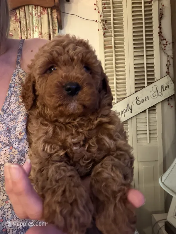 Baxter – Miniature Goldendoodle puppy for sale in Homer City, PA