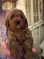 Baxter, a male Miniature Goldendoodle for sale in Homer City, PA – 4 of 6