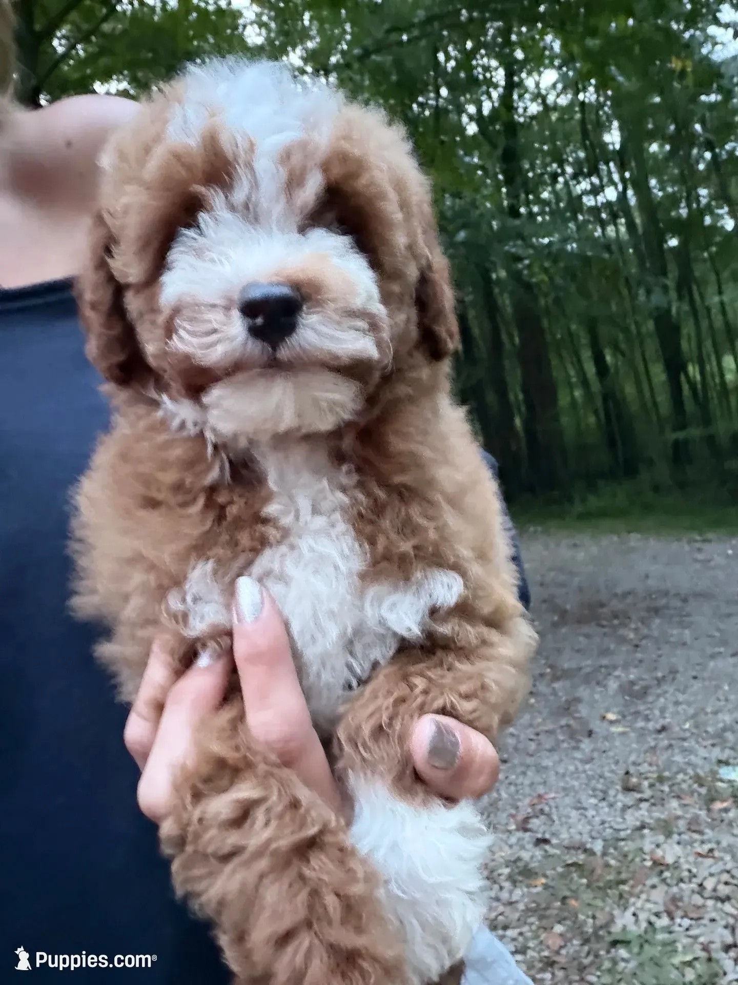 Charlie, a male Miniature Goldendoodle for sale in Homer City, PA – 2 of 3