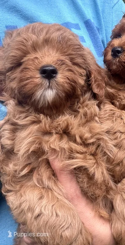 Winston – Miniature Goldendoodle puppy for sale in Homer City, PA