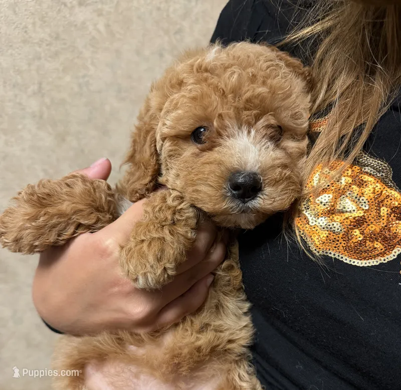 Quinn – Miniature Goldendoodle puppy for sale in Homer City, PA
