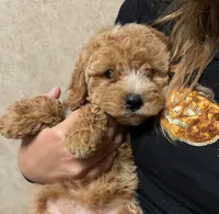 Quinn, a female Miniature Goldendoodle for sale in Homer City, PA – 1 of 4