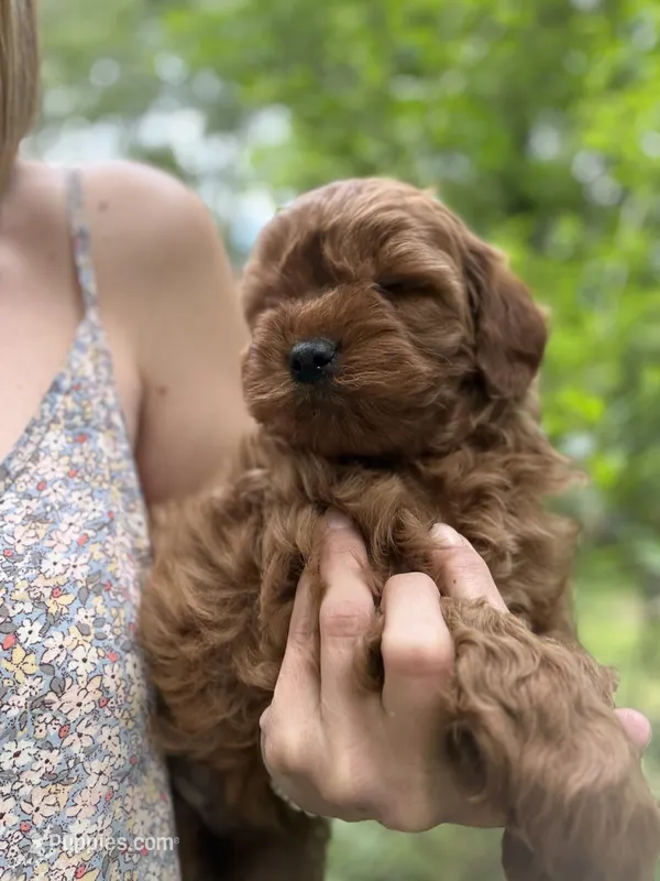 Tucker – Miniature Goldendoodle puppy for sale in Homer City, PA