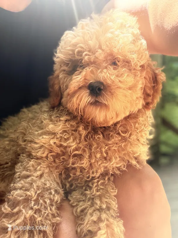 Cubby – Miniature Goldendoodle puppy for sale in Homer City, PA