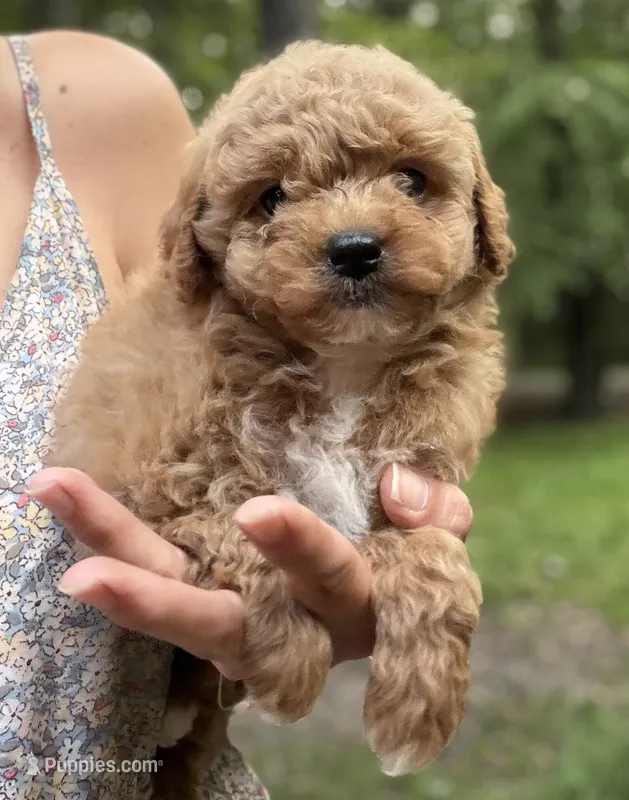 Binx – Miniature Goldendoodle puppy for sale in Homer City, PA