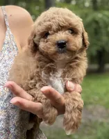 Binx, a female Miniature Goldendoodle for sale in Homer City, PA – 1 of 2