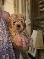Cubby, a male Miniature Goldendoodle for sale in Homer City, PA – 3 of 5