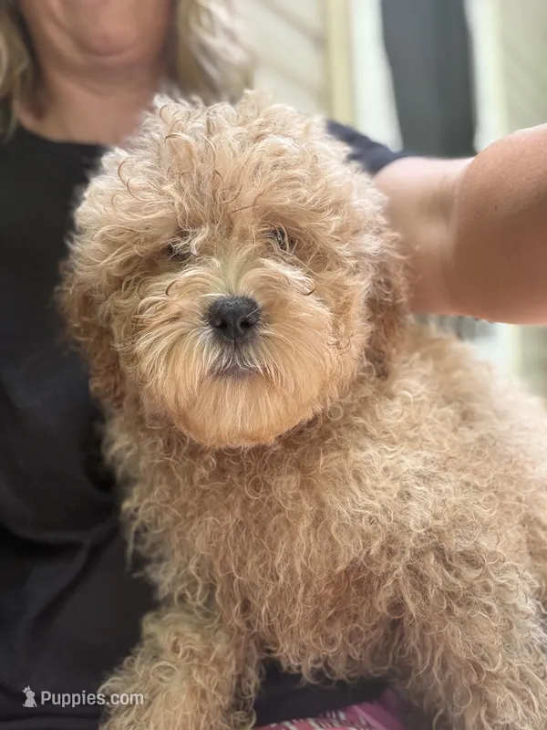 Cubby – Miniature Goldendoodle puppy for sale in Homer City, PA