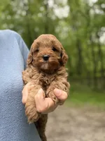 Winston, a male Miniature Goldendoodle for sale in Homer City, PA – 3 of 3