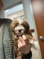 Salem, a male Miniature Goldendoodle for sale in Homer City, PA – 3 of 3