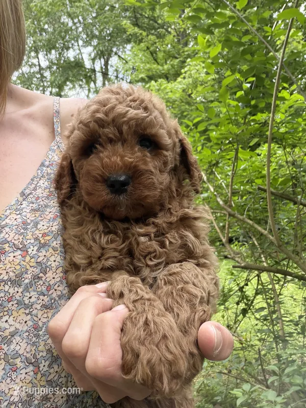 Baxter – Miniature Goldendoodle puppy for sale in Homer City, PA