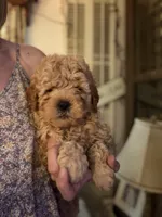 Cubby, a male Miniature Goldendoodle for sale in Homer City, PA – 2 of 5