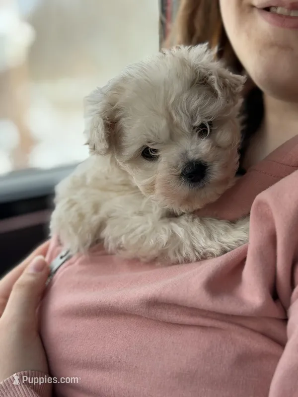 Guppy – Miniature Goldendoodle puppy for sale in Homer City, PA