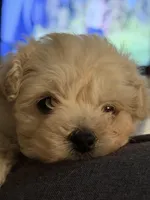 Guppy, a female Miniature Goldendoodle for sale in Homer City, PA – Photo 3 of 4